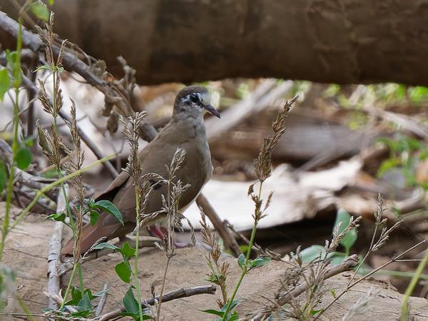 <h3><a href="/trips/tanzania/biota/animalia/chordata/aves/026 columbiformes/001 columbidae/turtur tympanistria/turtur tympanistria-nl.html">Turtur&nbsp;tympanistria</a> / Tambourine&nbsp;dove / Tamboerijnduif</h3>OM-1 Mark II met OLYMPUS M.150-400mm F4.5, 1/2000 sec  bij F4.5, ISO 3200, afstand 9.78&nbsp;m